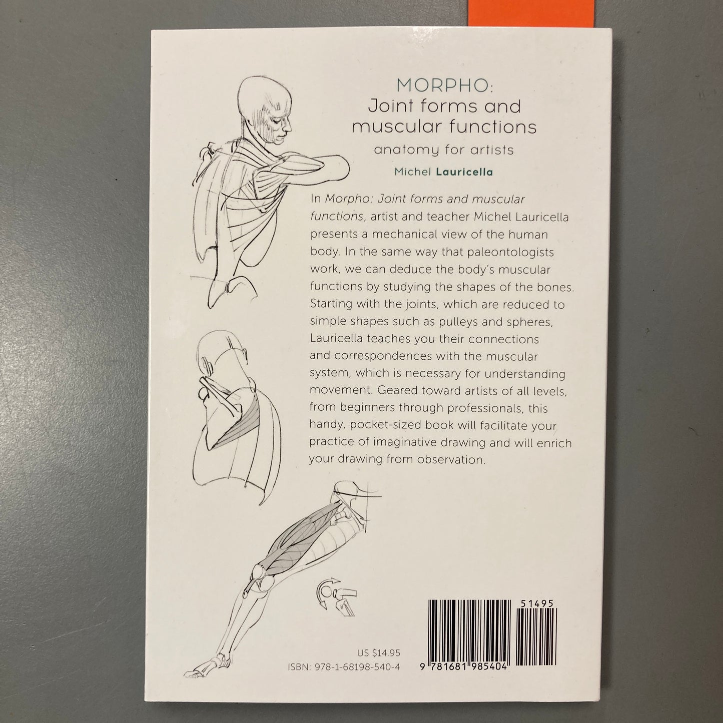 MORPHO: Joint forms and muscular functions