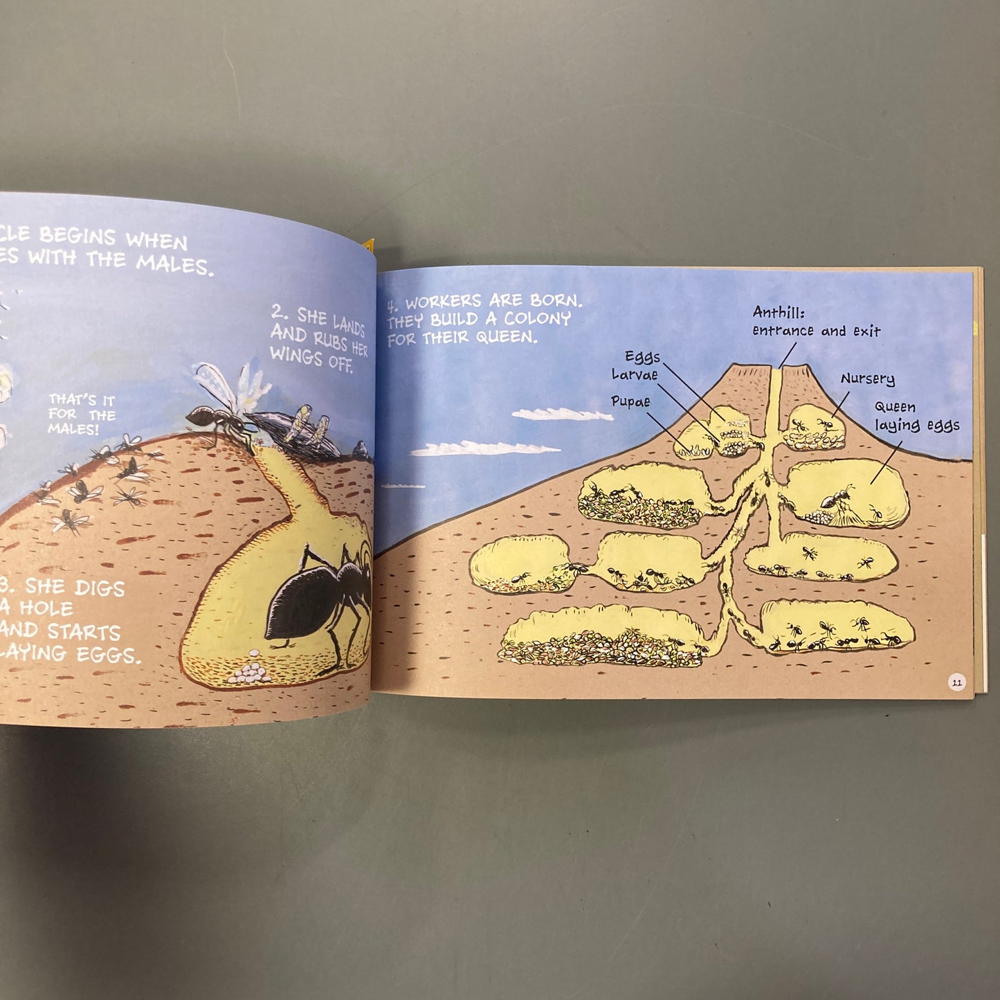 Ants Don’t Wear Pants!
