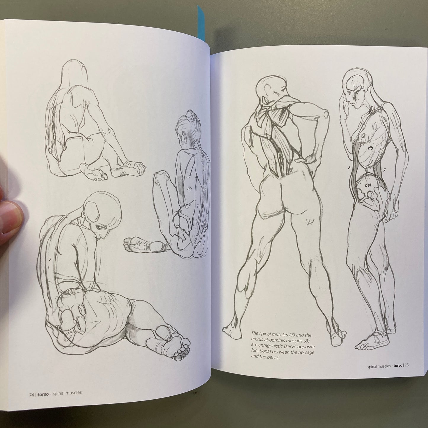 Morpho: Anatomy for Artists