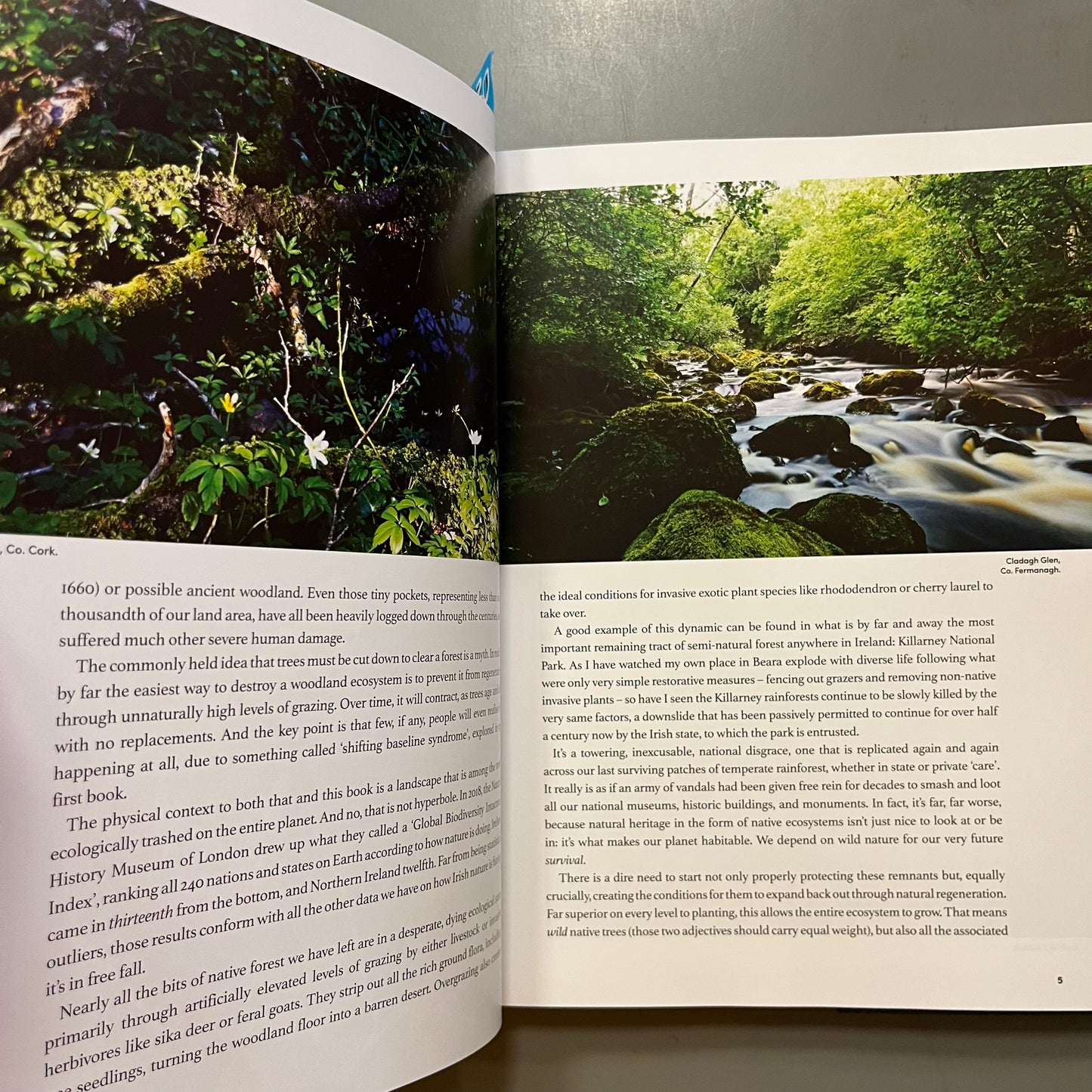 The Magic of the Irish Rainforest