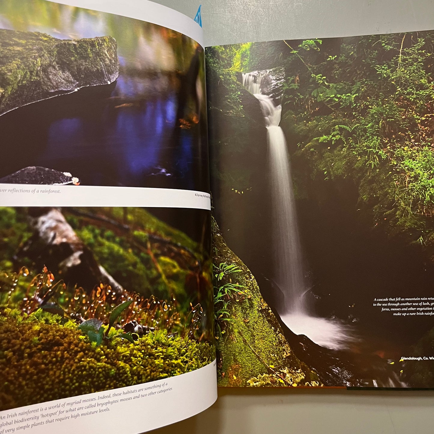 The Magic of the Irish Rainforest