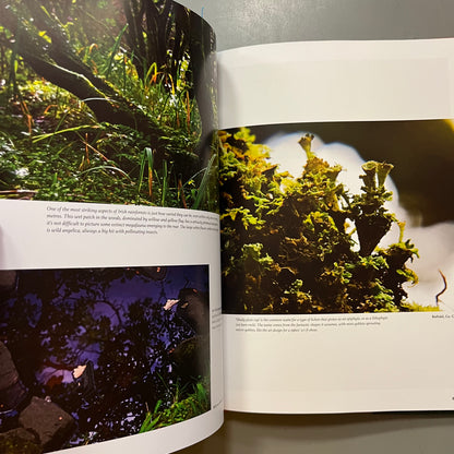 The Magic of the Irish Rainforest