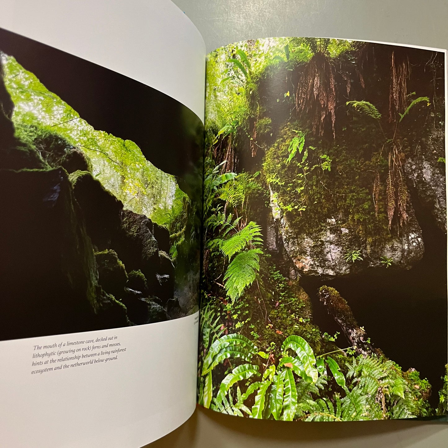 The Magic of the Irish Rainforest