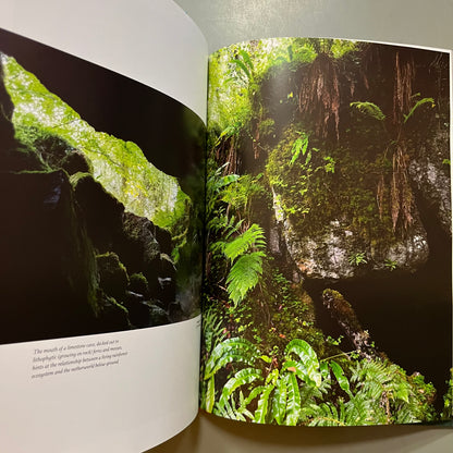 The Magic of the Irish Rainforest