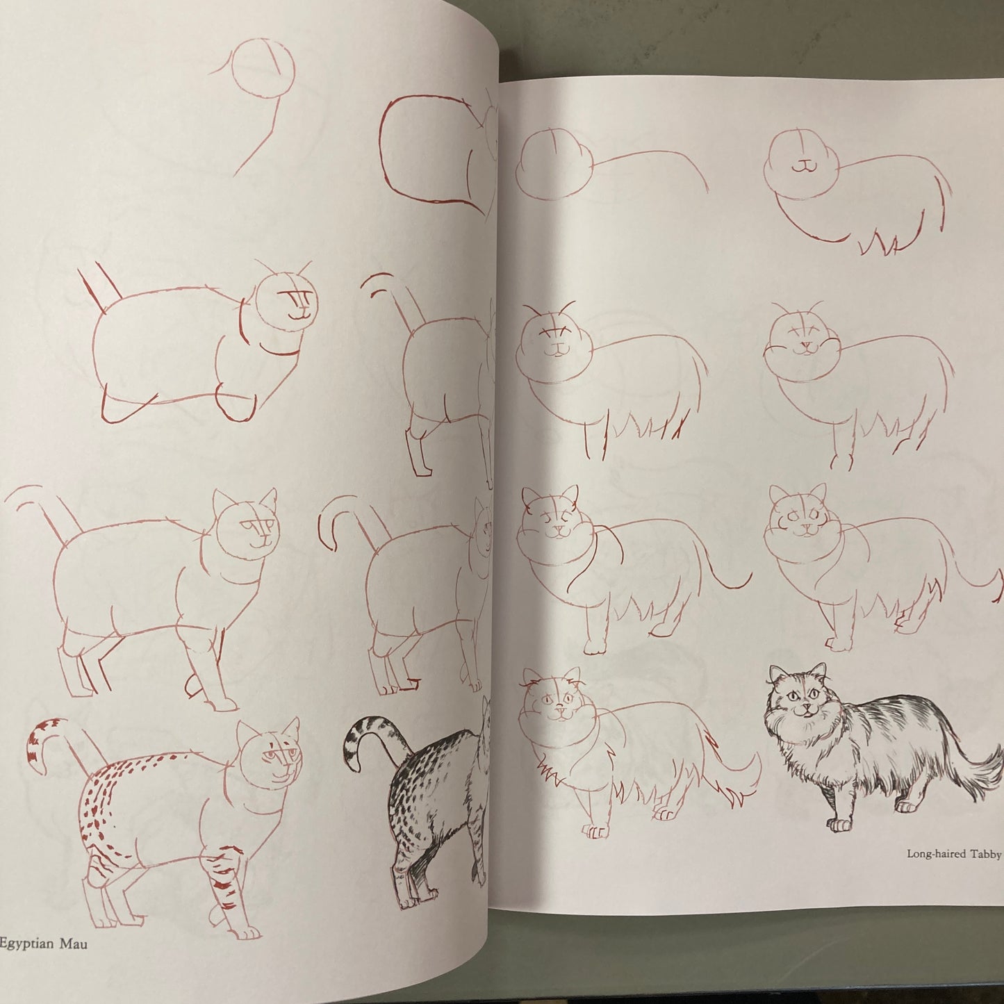Draw 50 Cats