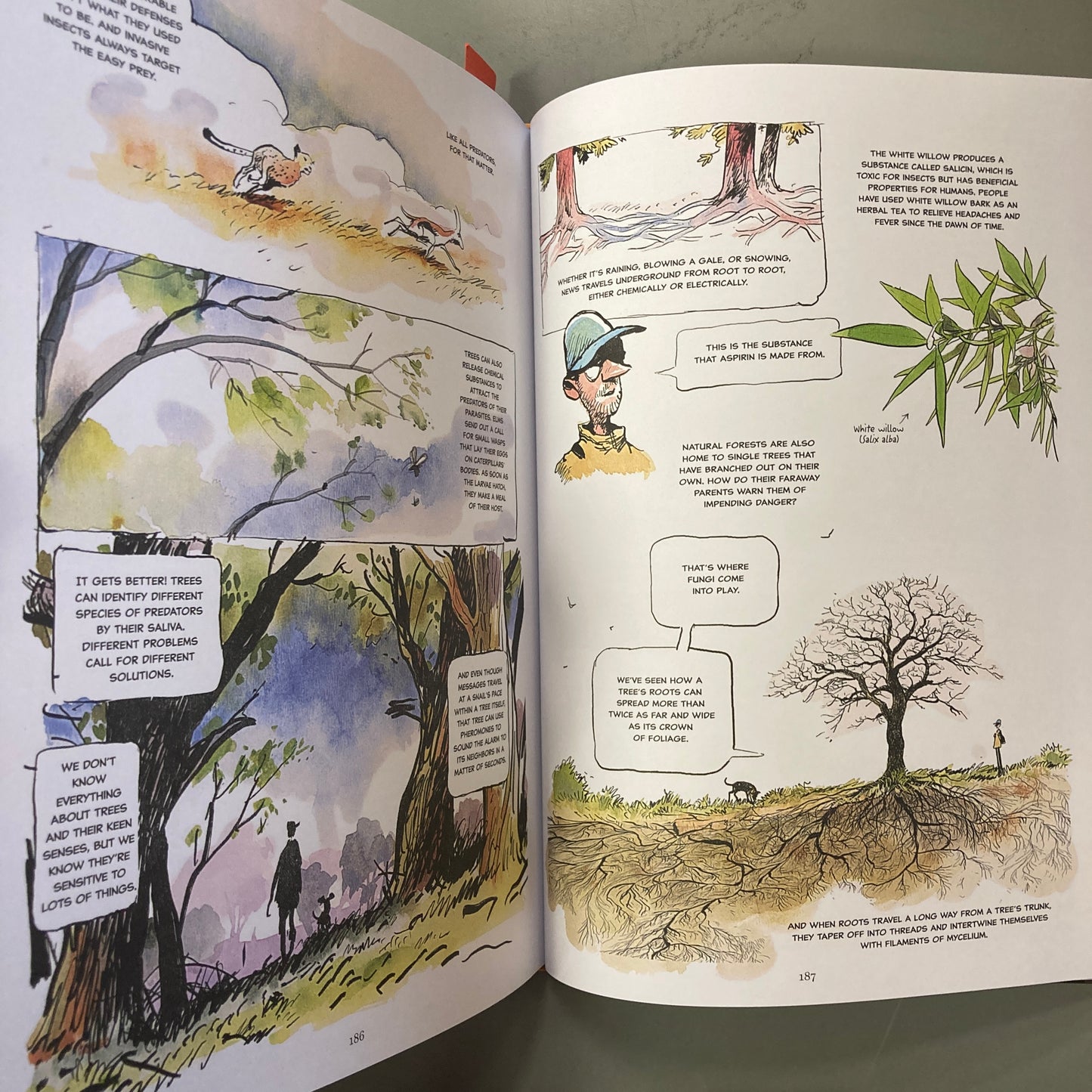 The Hidden Life of Trees, A Graphic Adaptation