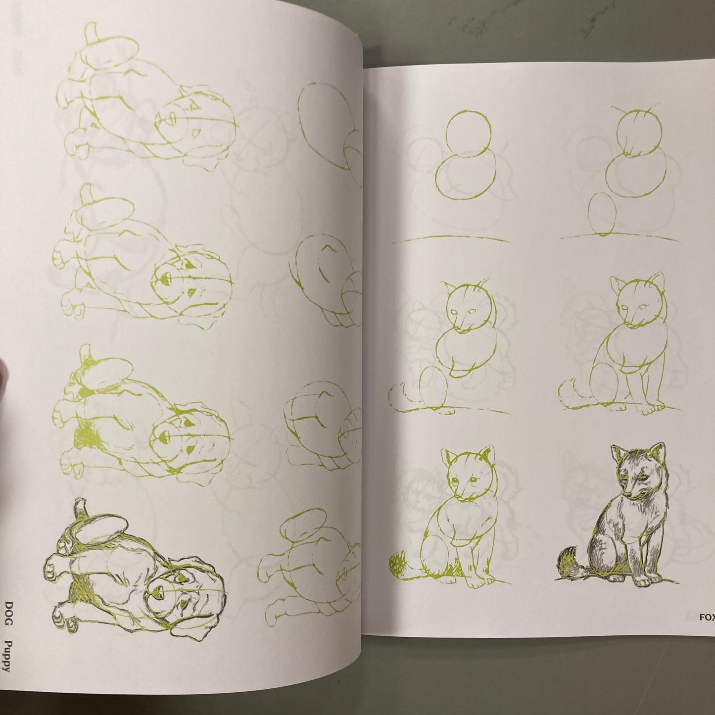 Draw 50 Baby Animals