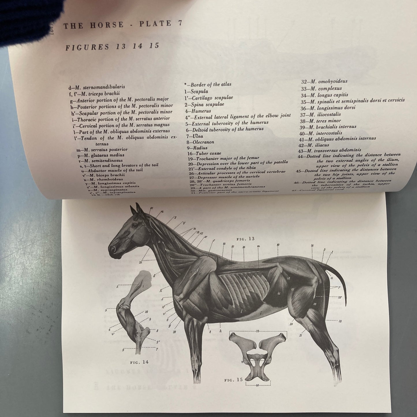 An Atlas of Animal Anatomy for Artists