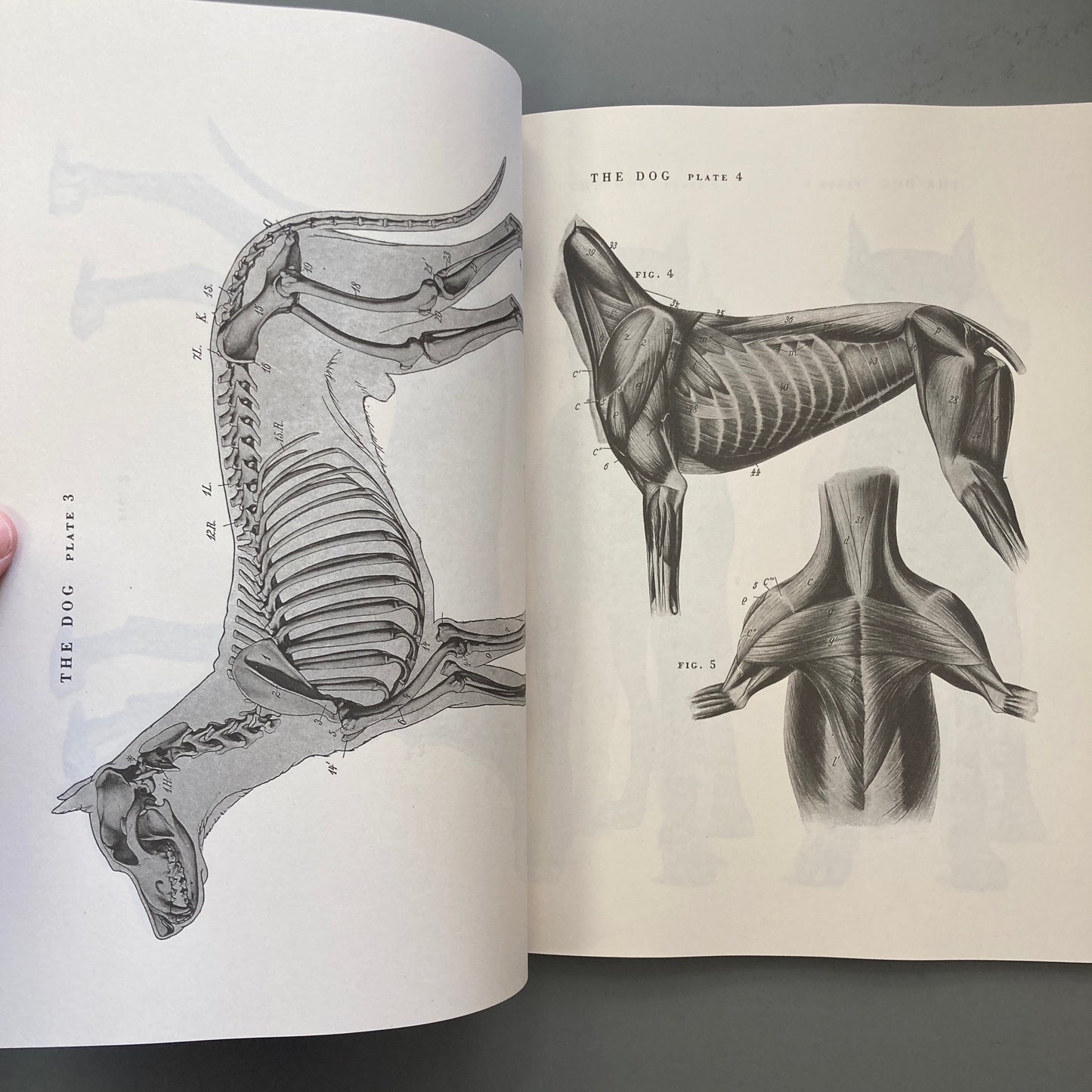 An Atlas of Animal Anatomy for Artists