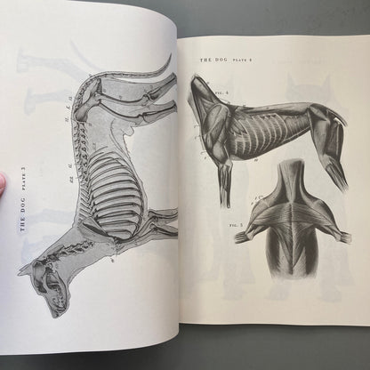 An Atlas of Animal Anatomy for Artists