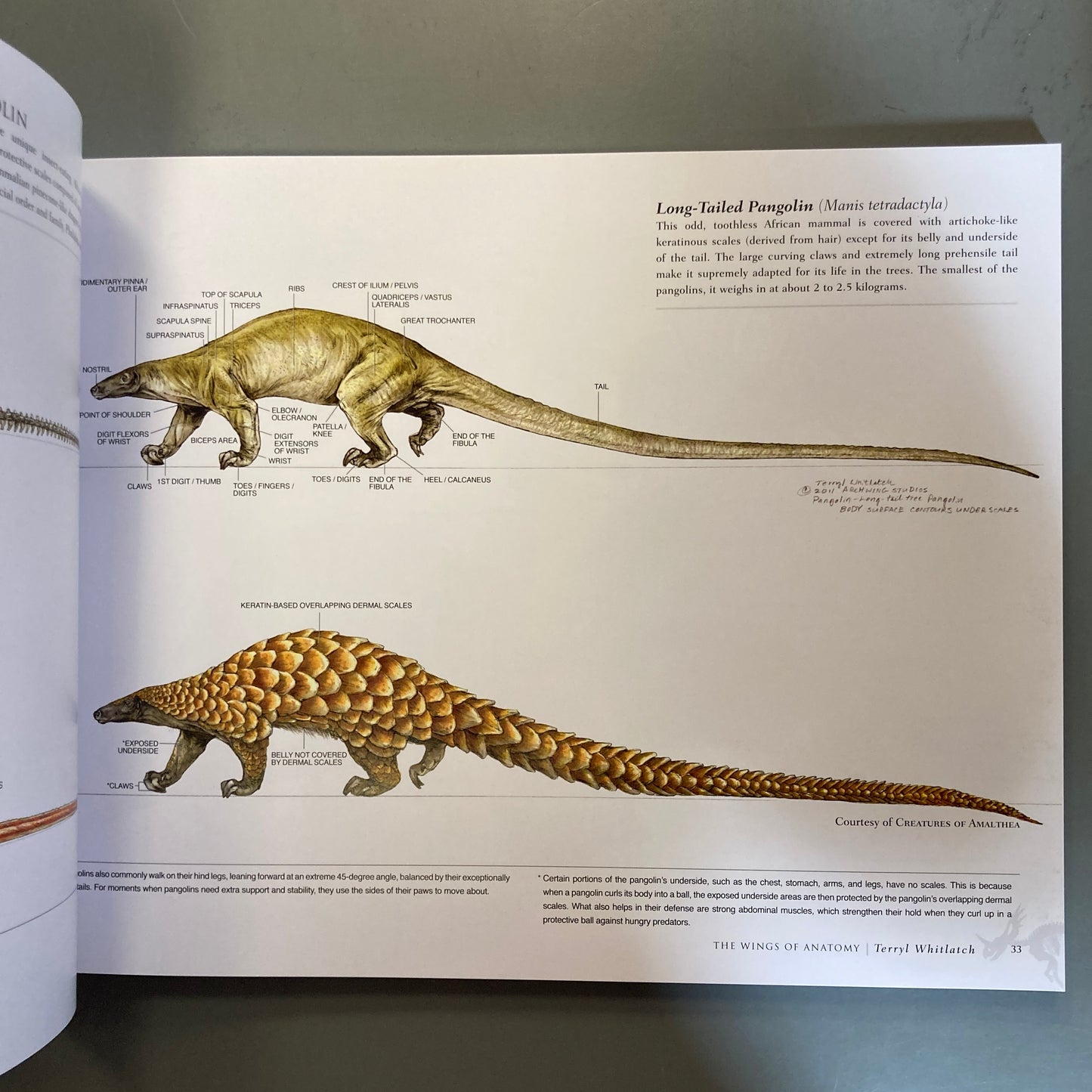 Science of Creature Design