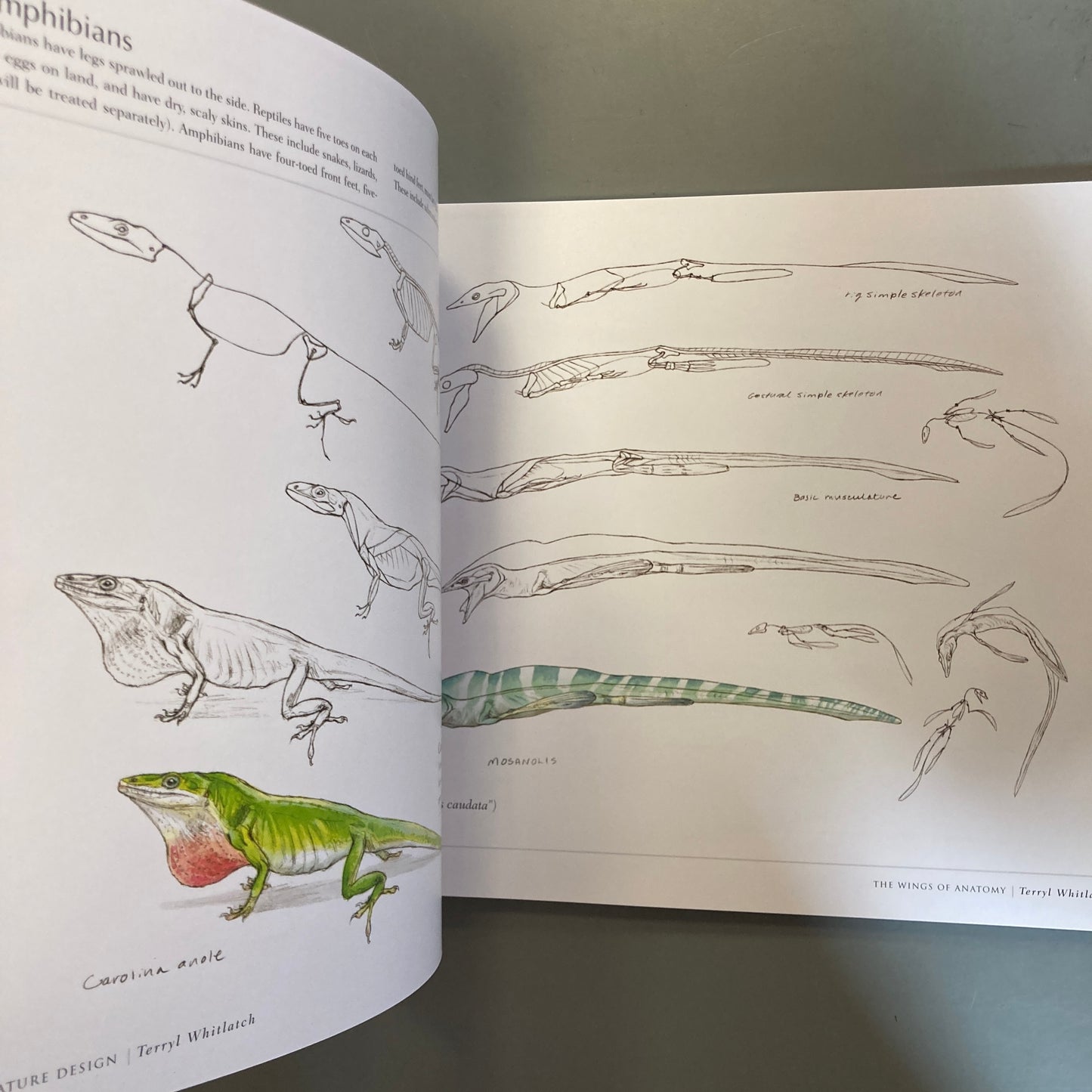 Science of Creature Design