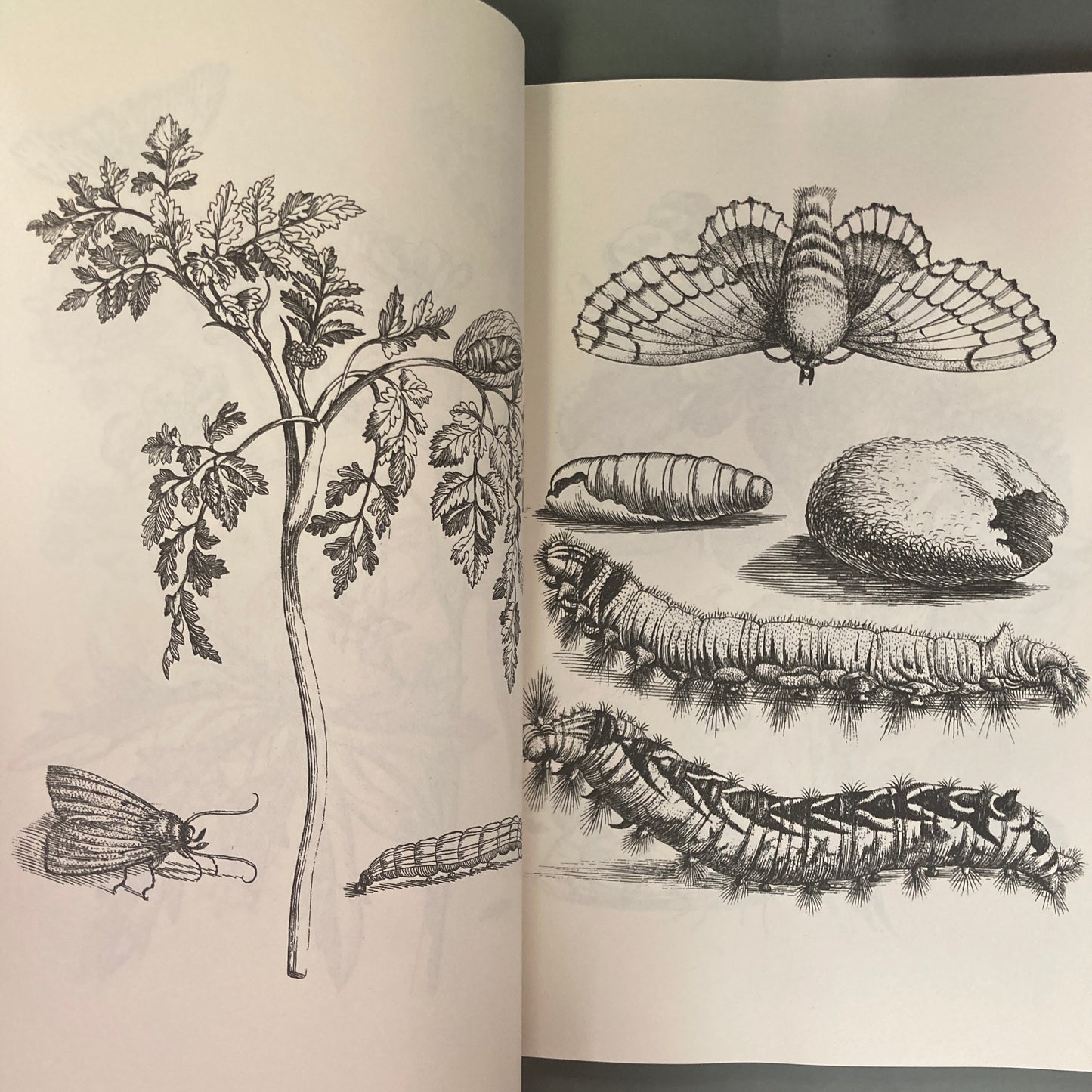 Flowers, Butterflies and Insects