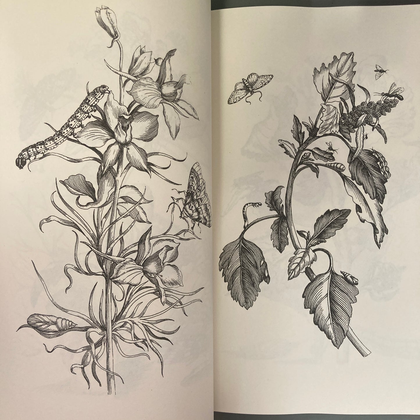 Flowers, Butterflies and Insects