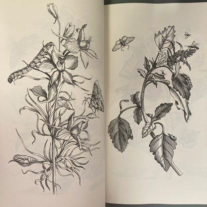 Flowers, Butterflies and Insects