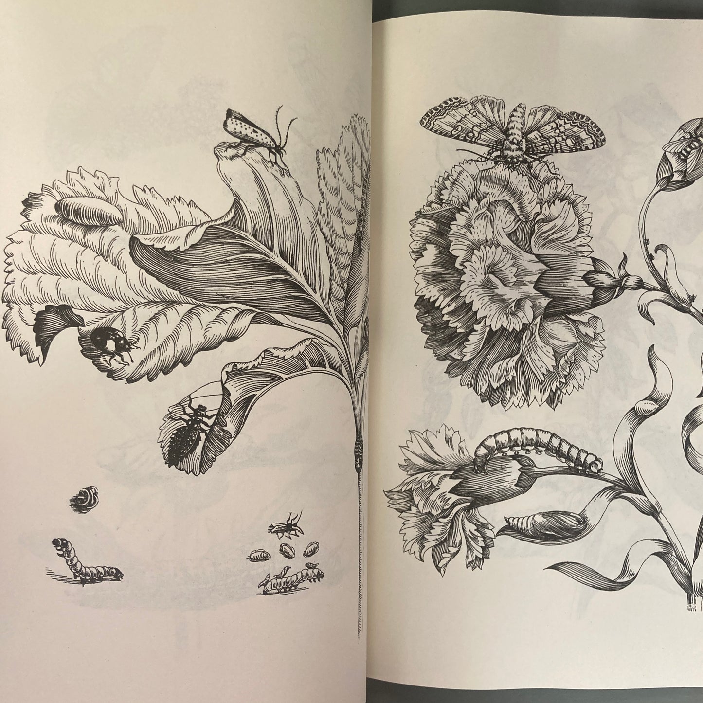 Flowers, Butterflies and Insects