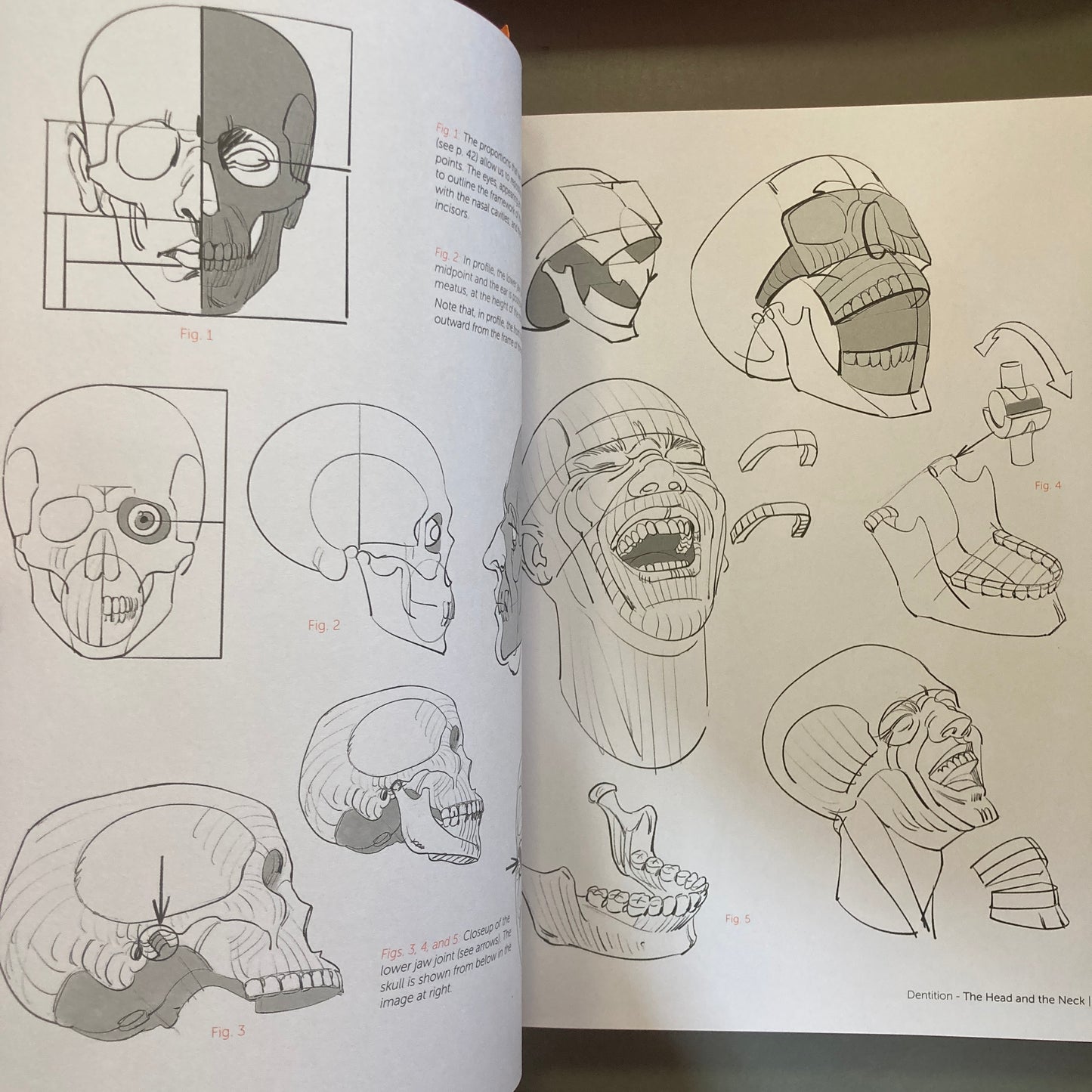 Morpho: Anthology of Artistic Anatomy