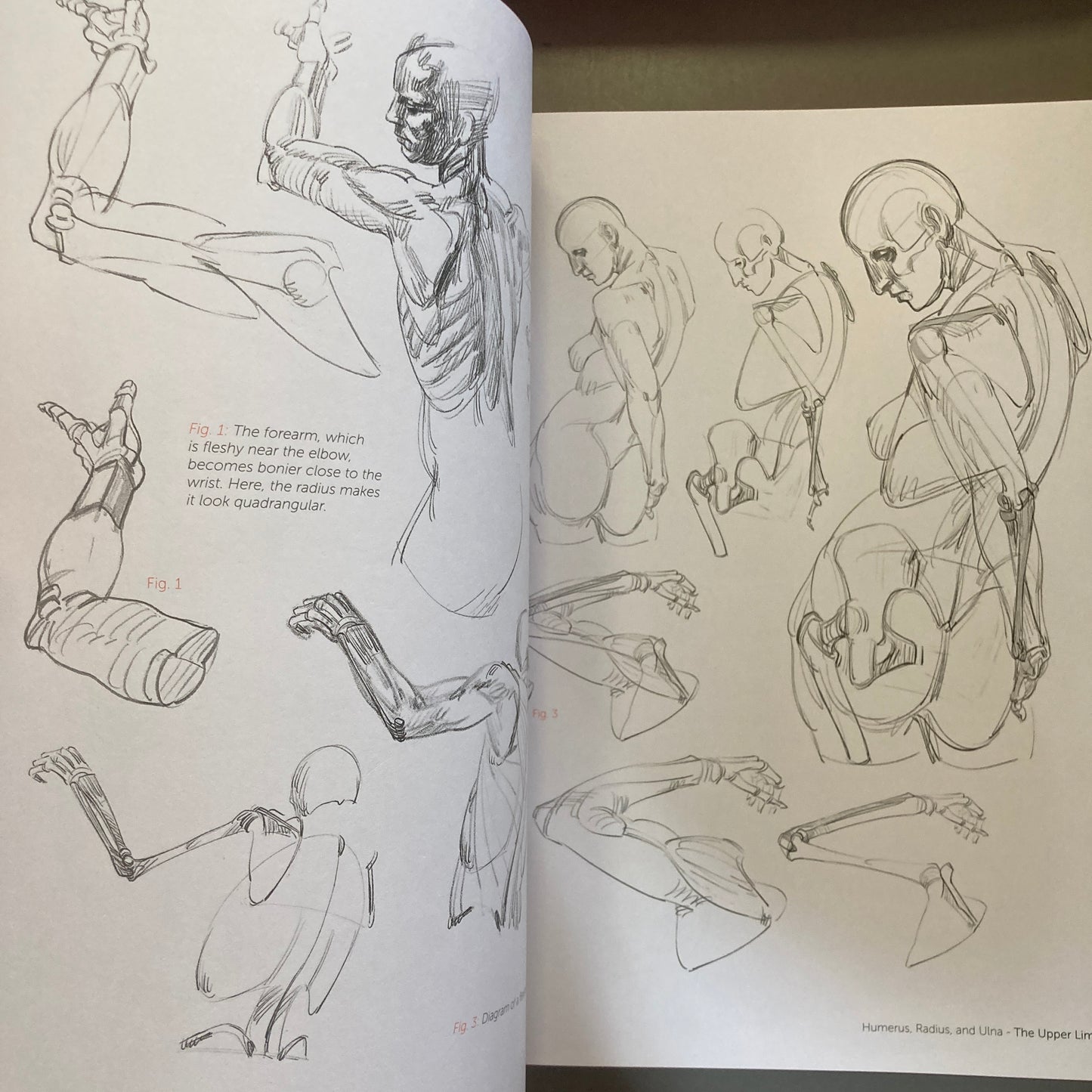 Morpho: Anthology of Artistic Anatomy