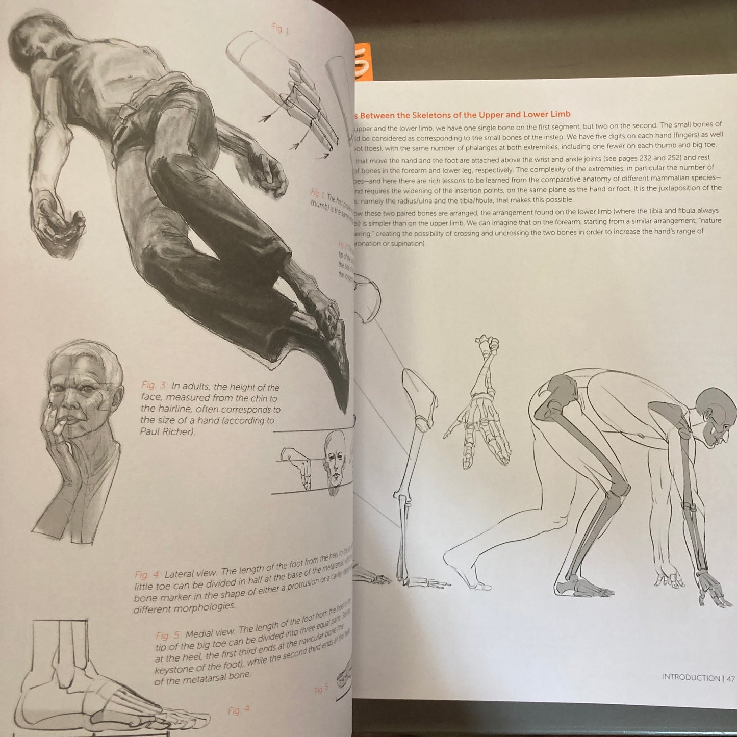 Morpho: Anthology of Artistic Anatomy
