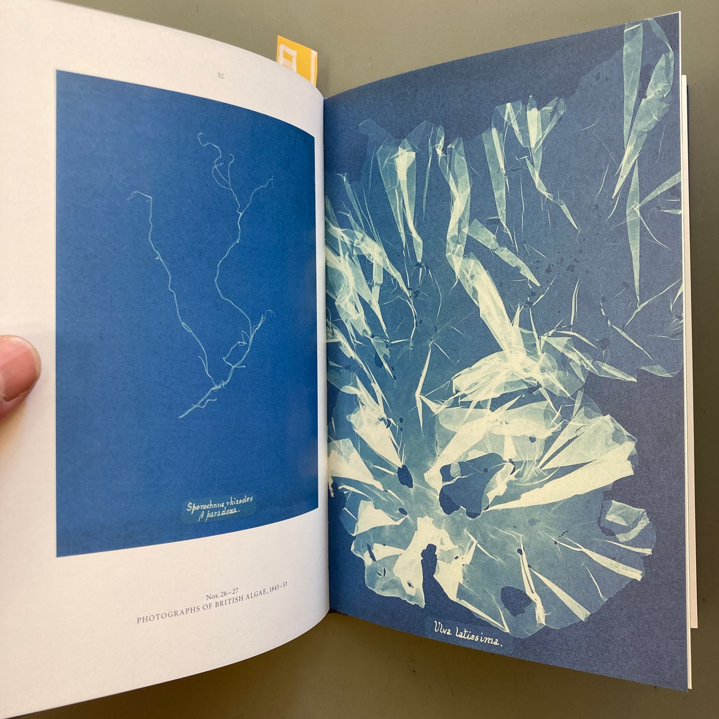 Anna Atkins: Blue Prints