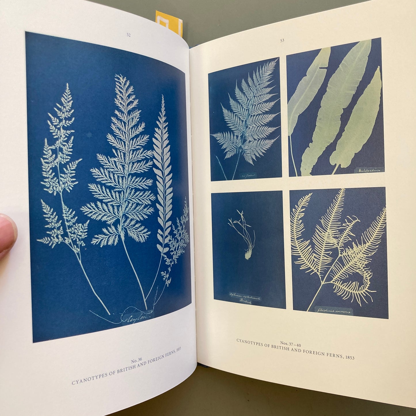 Anna Atkins: Blue Prints